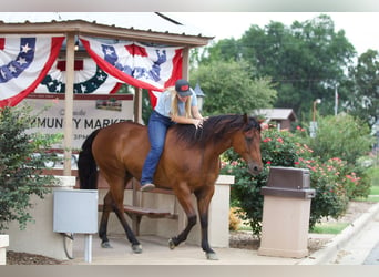 American Quarter Horse, Gelding, 8 years, 15.1 hh, Bay
