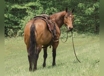 American Quarter Horse Mix, Gelding, 8 years, 15.1 hh, Bay