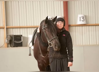 American Quarter Horse, Gelding, 8 years, 15.1 hh, Black