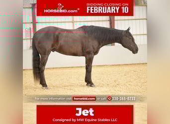 American Quarter Horse, Gelding, 8 years, 15.1 hh, Black