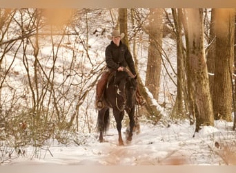 American Quarter Horse, Gelding, 8 years, 15.1 hh, Black
