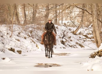 American Quarter Horse, Gelding, 8 years, 15.1 hh, Black