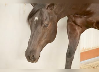 American Quarter Horse, Gelding, 8 years, 15.1 hh, Black