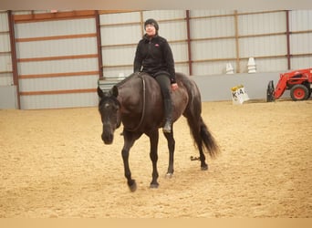 American Quarter Horse, Gelding, 8 years, 15.1 hh, Black