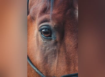 American Quarter Horse, Gelding, 8 years, 15.1 hh, Brown