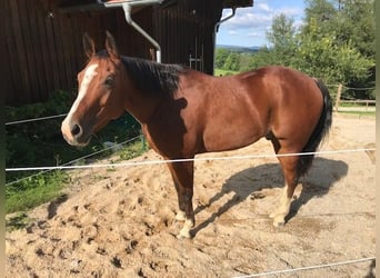 American Quarter Horse, Gelding, 8 years, 15.1 hh, Brown
