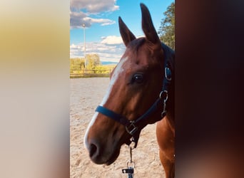American Quarter Horse, Gelding, 8 years, 15.1 hh, Brown