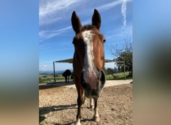 American Quarter Horse, Gelding, 8 years, 15.1 hh, Brown