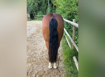American Quarter Horse, Gelding, 8 years, 15.1 hh, Brown