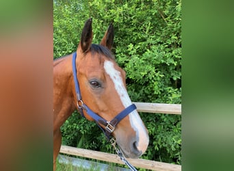 American Quarter Horse, Gelding, 8 years, 15.1 hh, Brown