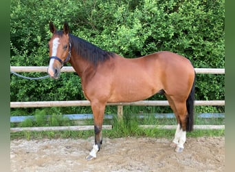 American Quarter Horse, Gelding, 8 years, 15.1 hh, Brown