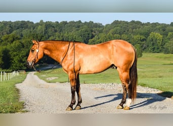 American Quarter Horse, Gelding, 8 years, 15.1 hh, Buckskin
