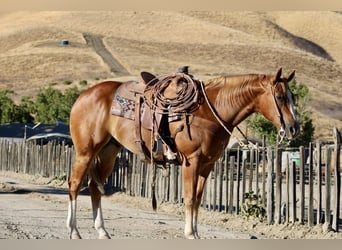 American Quarter Horse, Gelding, 8 years, 15,1 hh, Chestnut