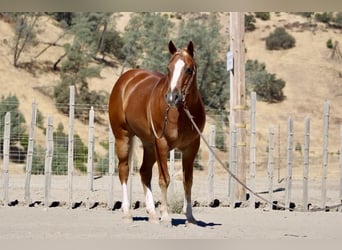 American Quarter Horse, Gelding, 8 years, 15,1 hh, Chestnut