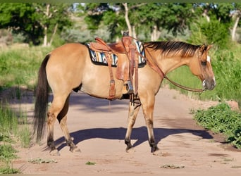 American Quarter Horse Mix, Gelding, 8 years, 15.1 hh, Dun