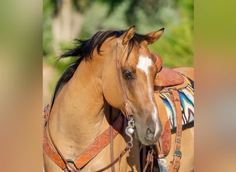 American Quarter Horse Mix, Gelding, 8 years, 15.1 hh, Dun