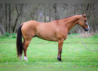 American Quarter Horse, Gelding, 8 years, 15.1 hh, Dun