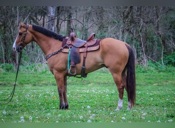 American Quarter Horse, Gelding, 8 years, 15.1 hh, Dun