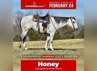American Quarter Horse, Gelding, 8 years, 15.1 hh, Gray