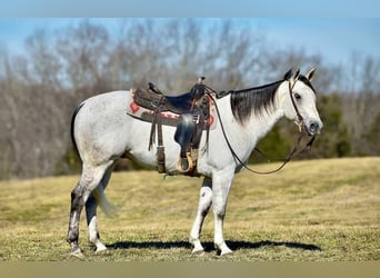 American Quarter Horse, Gelding, 8 years, 15.1 hh, Gray