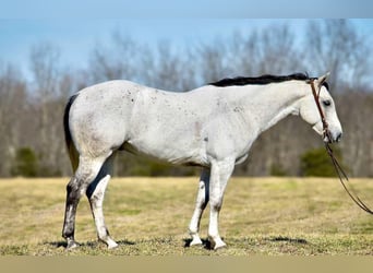 American Quarter Horse, Gelding, 8 years, 15.1 hh, Gray