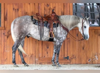 American Quarter Horse, Gelding, 8 years, 15.1 hh, Gray-Dapple