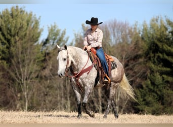 American Quarter Horse, Gelding, 8 years, 15.1 hh, Gray-Dapple