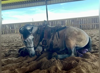 American Quarter Horse, Gelding, 8 years, 15,1 hh, Gray-Dapple