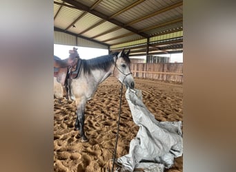 American Quarter Horse, Gelding, 8 years, 15,1 hh, Gray-Dapple