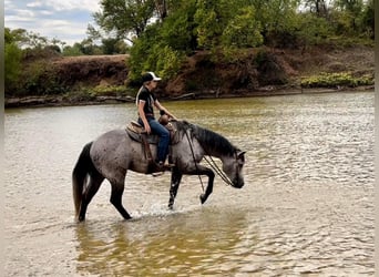 American Quarter Horse, Gelding, 8 years, 15,1 hh, Gray-Dapple