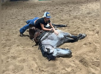 American Quarter Horse, Gelding, 8 years, 15,1 hh, Gray-Dapple