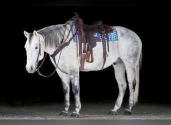 American Quarter Horse, Gelding, 8 years, 15.1 hh, Grey