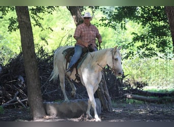 American Quarter Horse, Gelding, 8 years, 15.1 hh, Grey