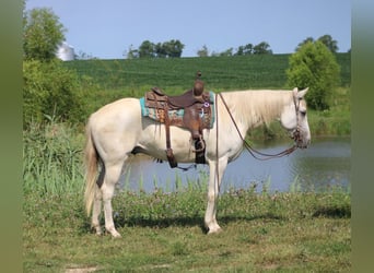 American Quarter Horse, Gelding, 8 years, 15.1 hh, Grey