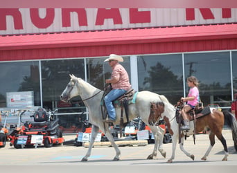 American Quarter Horse, Gelding, 8 years, 15.1 hh, Grey