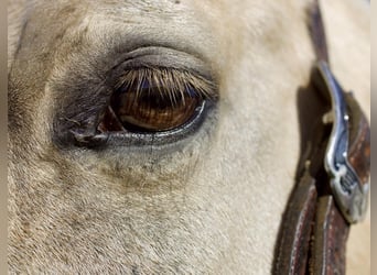 American Quarter Horse, Gelding, 8 years, 15.1 hh, Palomino