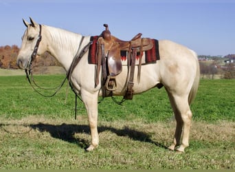 American Quarter Horse, Gelding, 8 years, 15.1 hh, Palomino