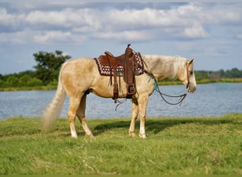 American Quarter Horse, Gelding, 8 years, 15.1 hh, Palomino