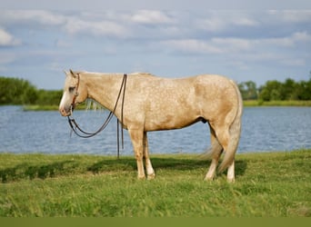 American Quarter Horse, Gelding, 8 years, 15.1 hh, Palomino