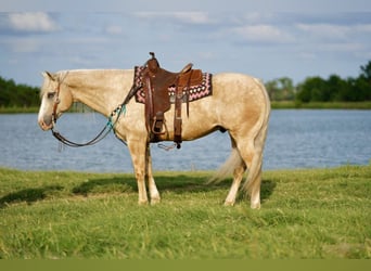 American Quarter Horse, Gelding, 8 years, 15.1 hh, Palomino