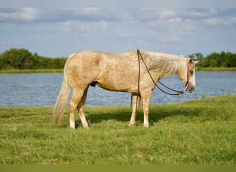 American Quarter Horse, Gelding, 8 years, 15.1 hh, Palomino