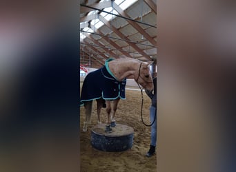 American Quarter Horse, Gelding, 8 years, 15,1 hh, Palomino