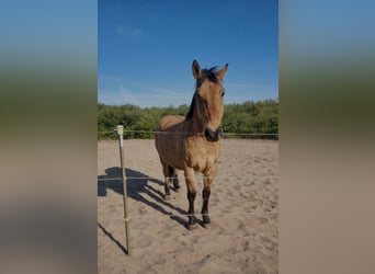 American Quarter Horse Mix, Gelding, 8 years, 15.1 hh, Red Dun