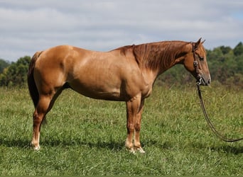 American Quarter Horse, Gelding, 8 years, 15.1 hh, Red Dun