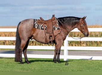 American Quarter Horse, Gelding, 8 years, 15.1 hh, Roan-Bay