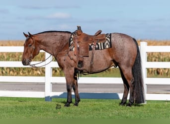 American Quarter Horse, Gelding, 8 years, 15.1 hh, Roan-Bay