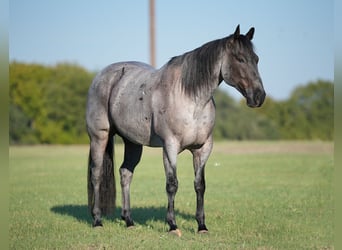 American Quarter Horse, Gelding, 8 years, 15,1 hh, Roan-Blue