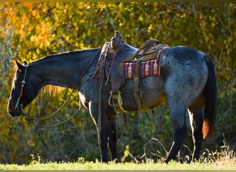 American Quarter Horse, Gelding, 8 years, 15,1 hh, Roan-Blue