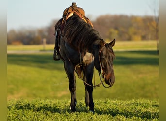 American Quarter Horse, Gelding, 8 years, 15,1 hh, Roan-Blue