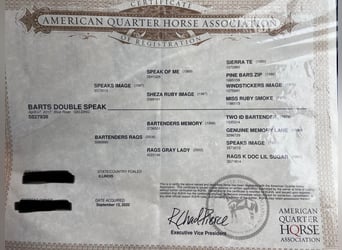 American Quarter Horse, Gelding, 8 years, 15,1 hh, Roan-Blue